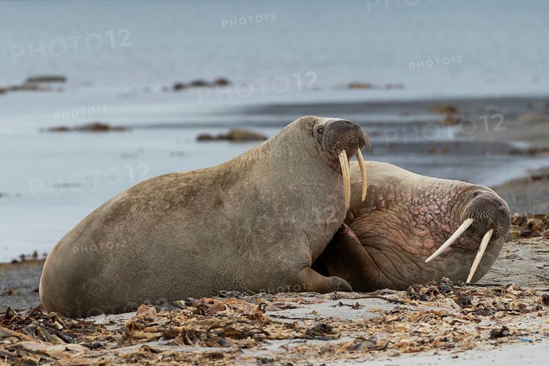 Two Walruses (Odobenus rosmarus)