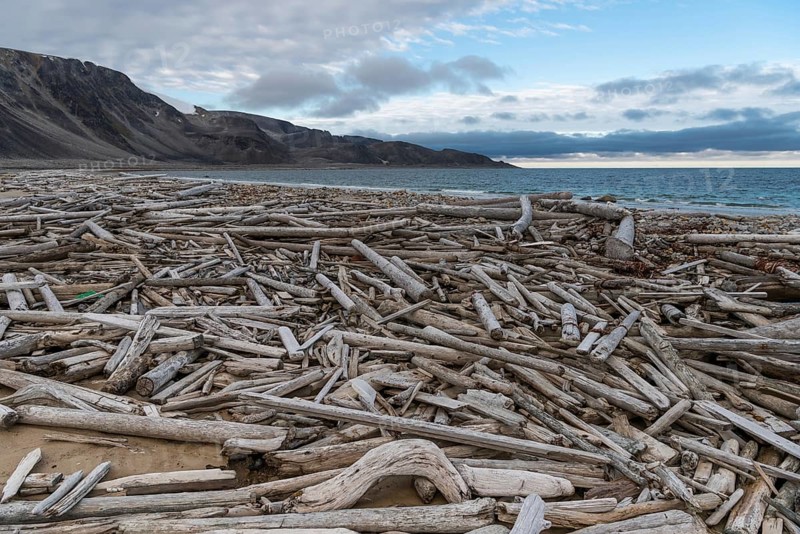 Driftwood