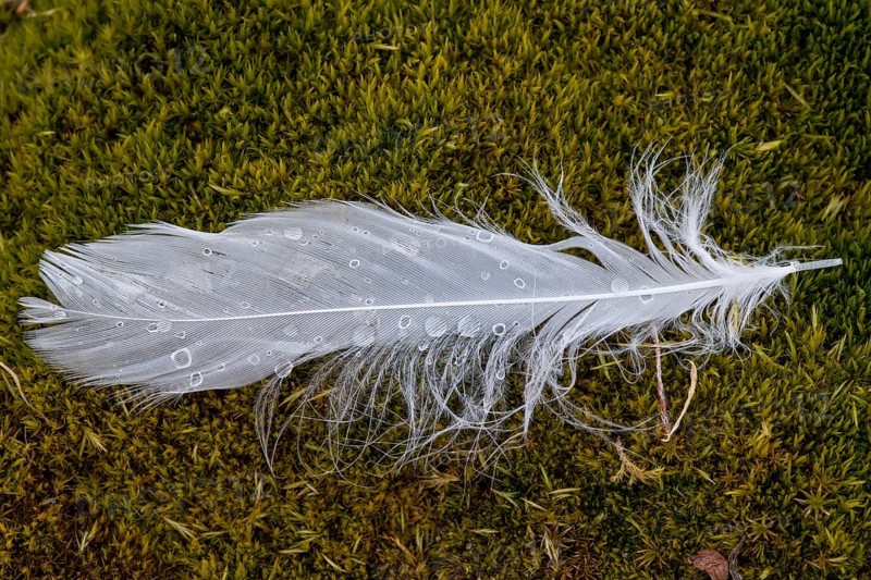 Dew drops on a white bird feather in the moss