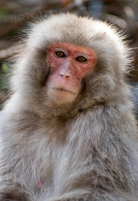 Japanese Macaque (Macaca fuscata)