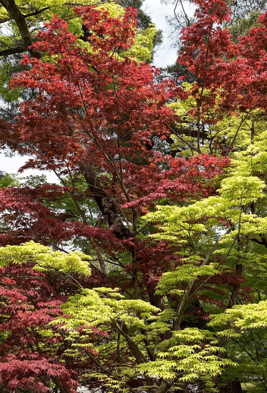 Green and red leaves of Fullmoon Maple (Acer japonicum)