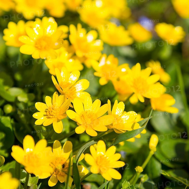 Lesser celandine (Ranunculus ficaria) in bloom