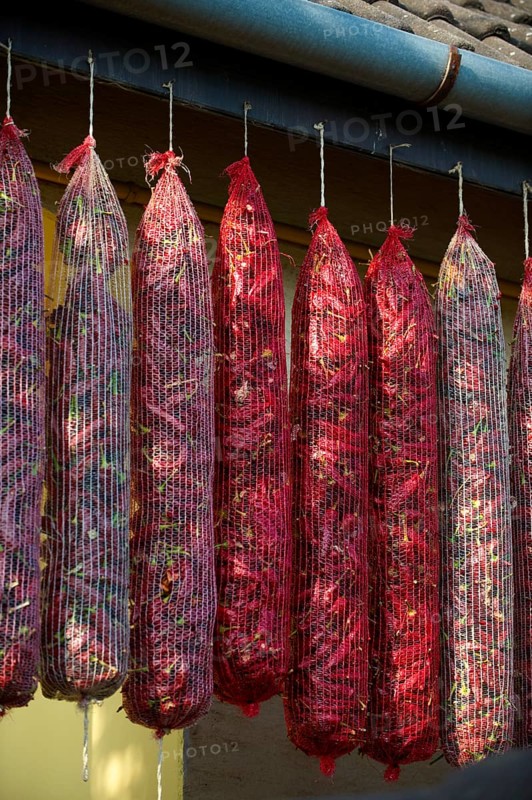 Hungarian paprika (Capsicum annuum) being dried