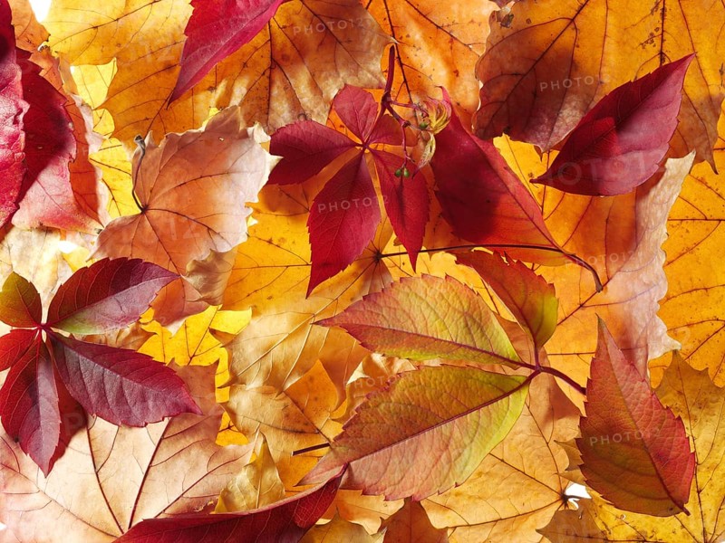 Virginia Creeper (Parthenocissus quinquefolia)