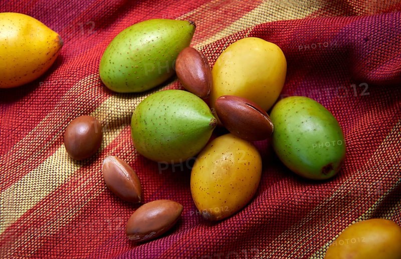 Fresh Argan fruits and Argan nuts (Argania spinosa)