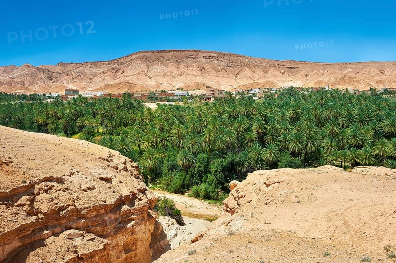 Date palms of the oasis of Mides