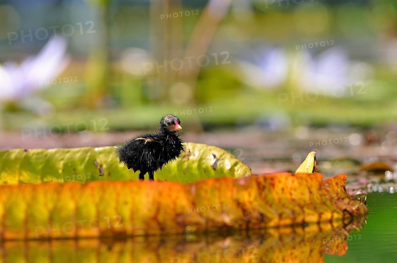 Common Moorhen (Gallinula chloropus)