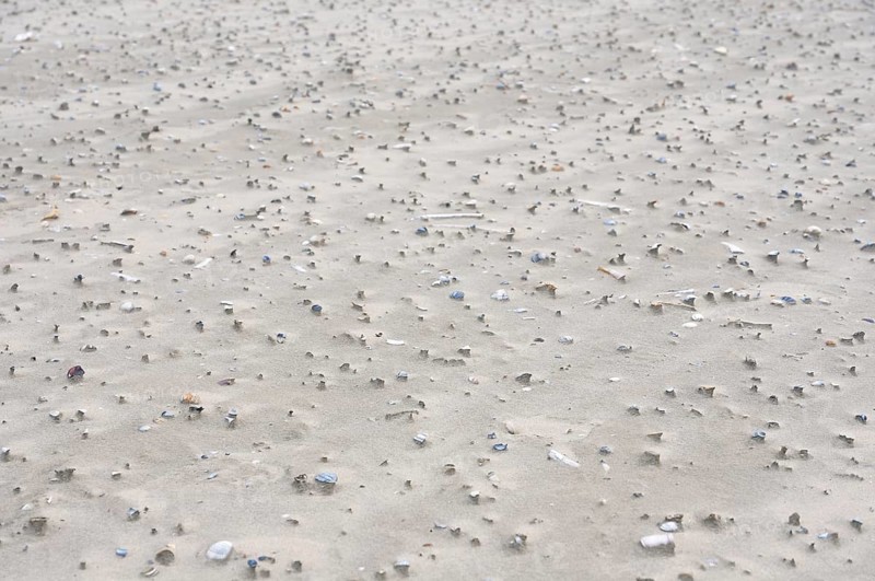 Sand drifts with broken mussels on the beach of the North Sea island of Juist