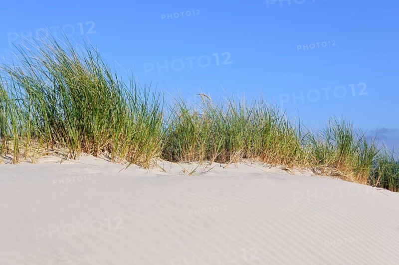 High Dune with beach grass (Ammophila arenaria)