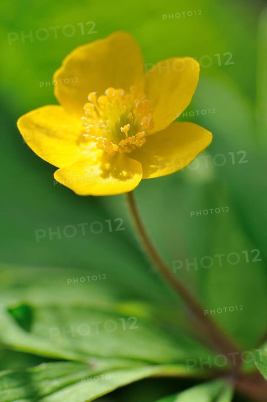 Yellow wood anemone or buttercup anemone (Anemone ranunculoides)