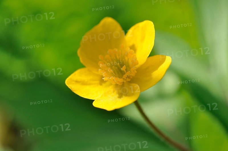 Yellow wood anemone or buttercup anemone (Anemone ranunculoides)