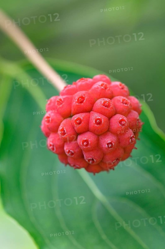 Chinese dogwood (Cornus Kuosa chinensis)