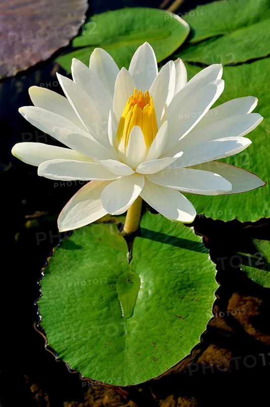 Water lily (Nymphaea sp.)