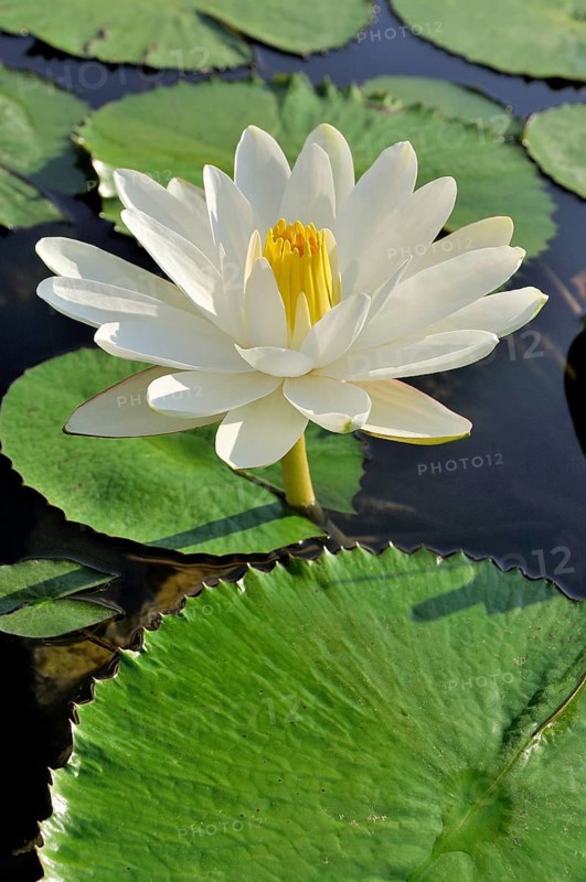 Water lily (Nymphaea sp.)