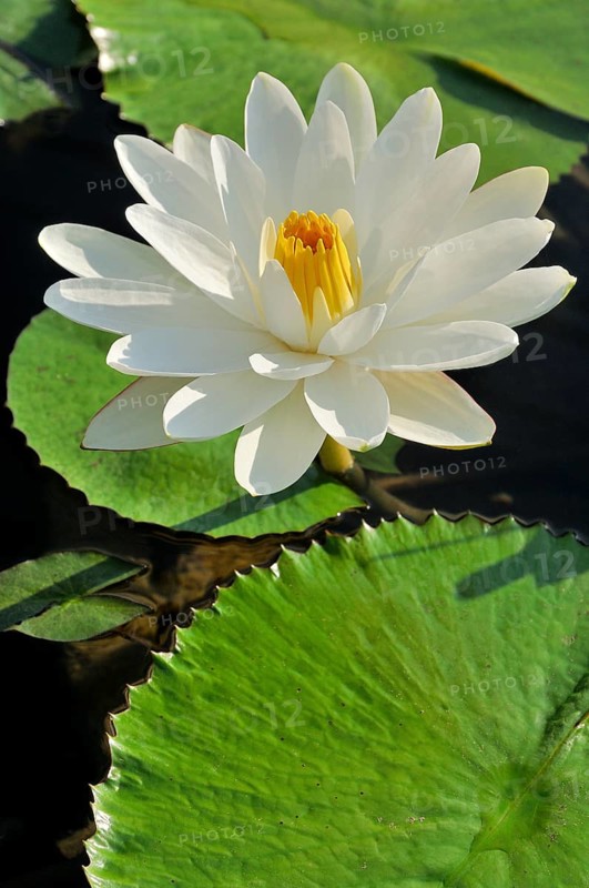 Water lily (Nymphaea sp.)