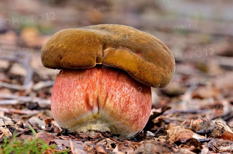 Dotted stem bolete (Neoboletus luridiformis)