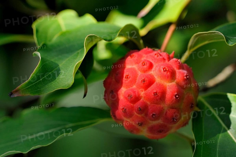 Chinese or Kousa dogwood (Cornus kuosa var. chinensis)