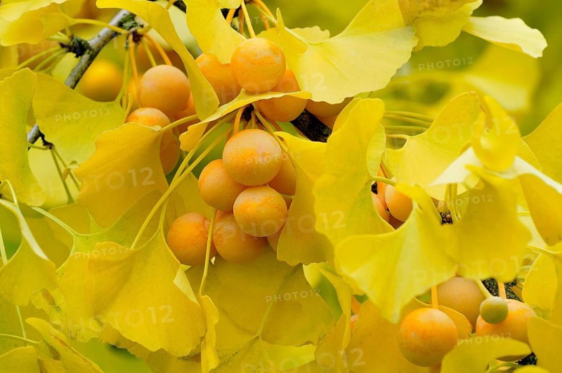 Ginkgo (Ginkgo biloba) branch with ripe fruit