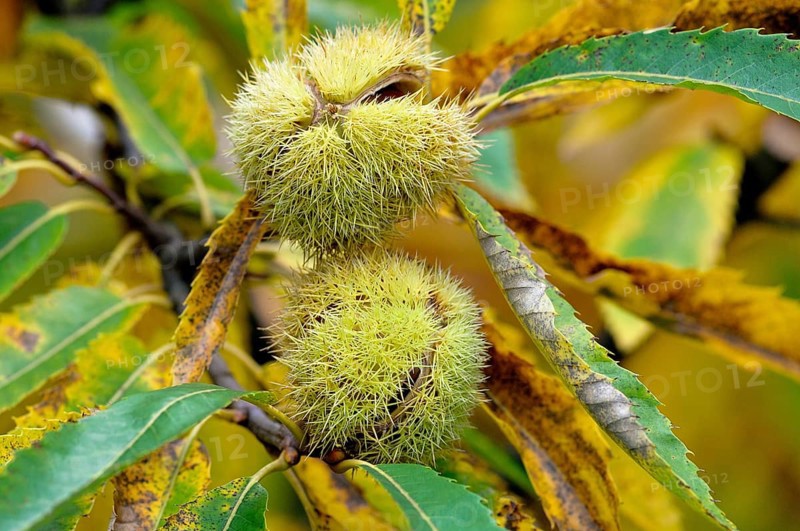 Sweet chestnut (Castanea sativa)