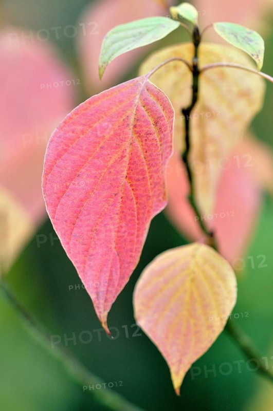 Green osier (Cornus alternifolia)
