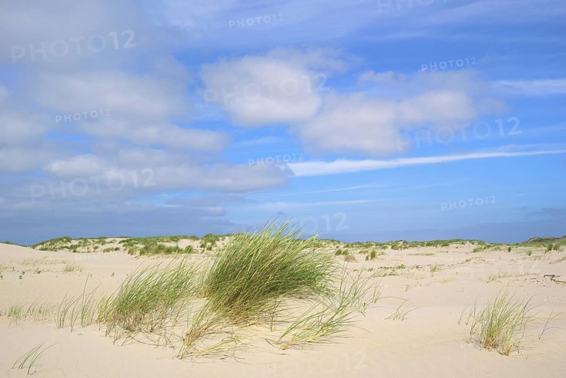 Beach grass (Ammophila arenaria)