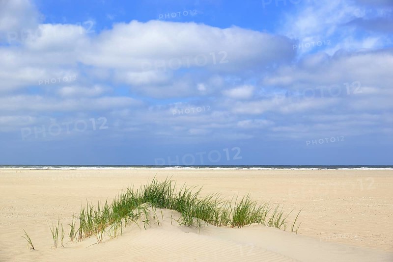 Beach grass (Ammophila arenaria)