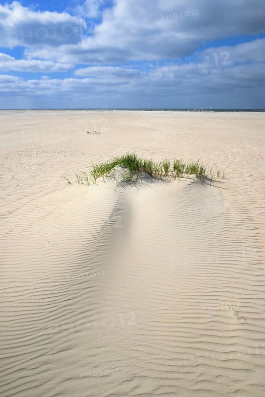 Beach grass (Ammophila arenaria)