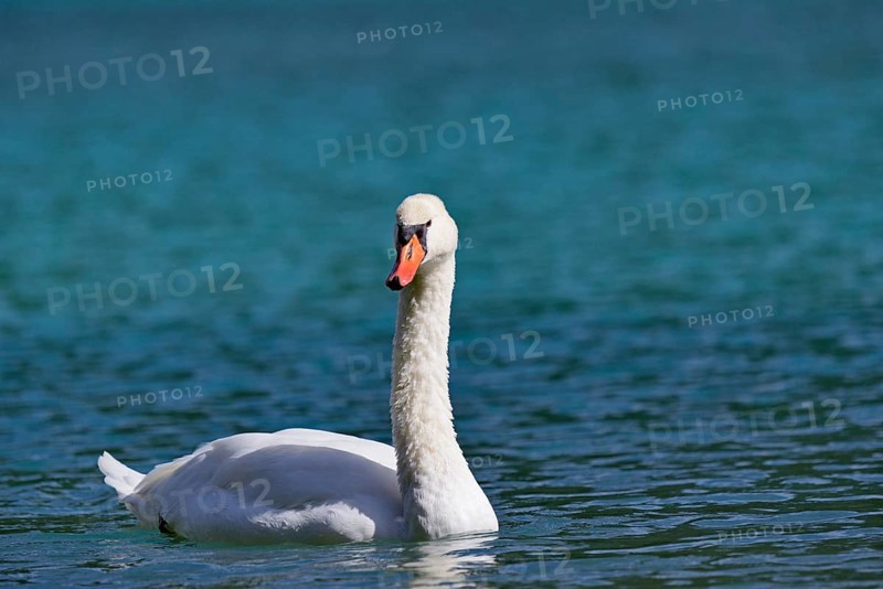 Mute swan (Cygnus olor) swims on the Dobbiaco Lake