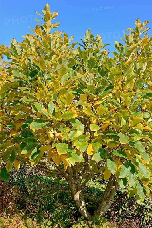 Pontine oak (Quercus pontica)
