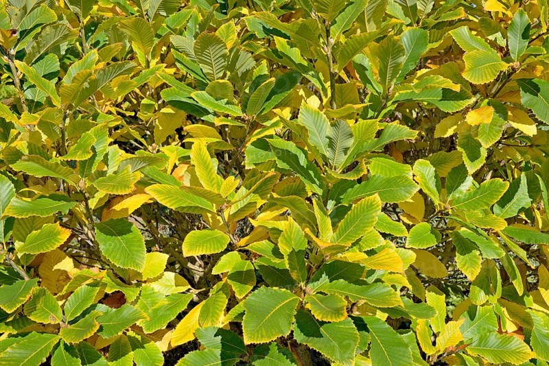 Pontine oak (Quercus pontica)