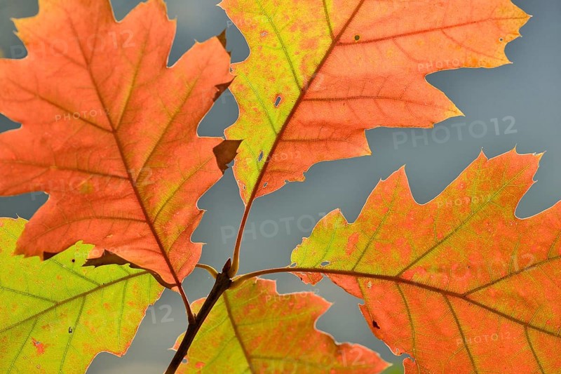 Northern red oak (Quercus rubra)