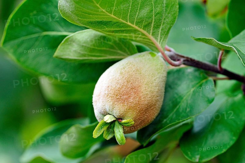 Pear Quince (Cydonia oblonga)