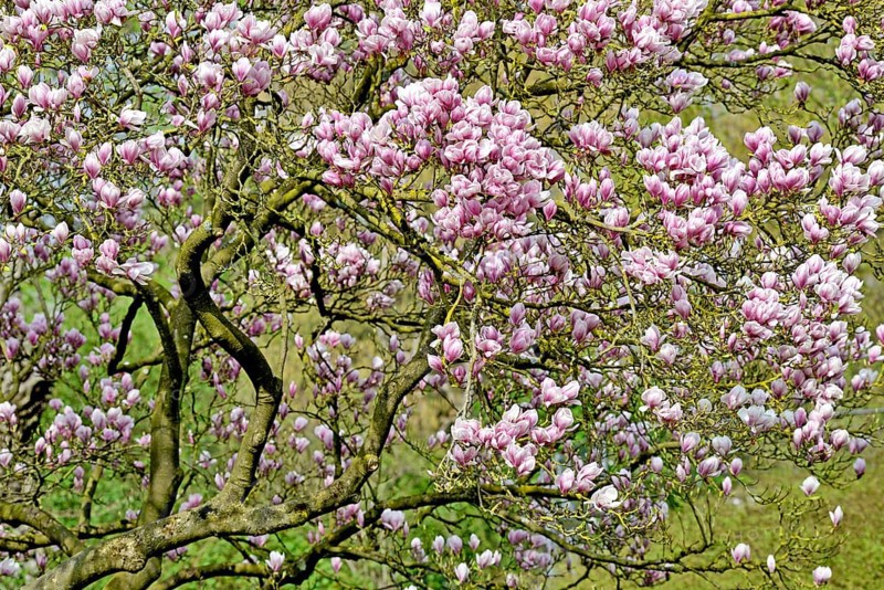 Chinese Magnolia (Magnolia x soulangeana)