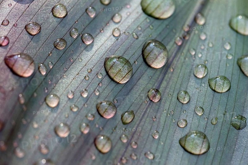 Leaf of a plant with raindrops