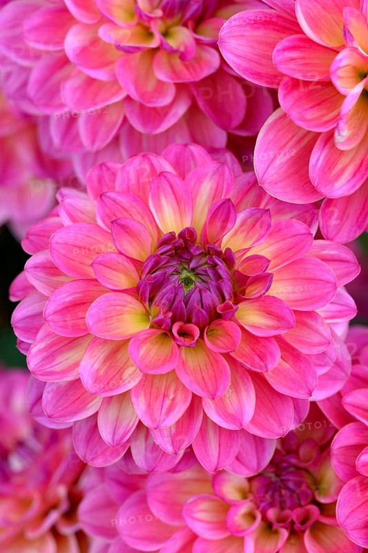 Decorative Dahlia (Dahlia)