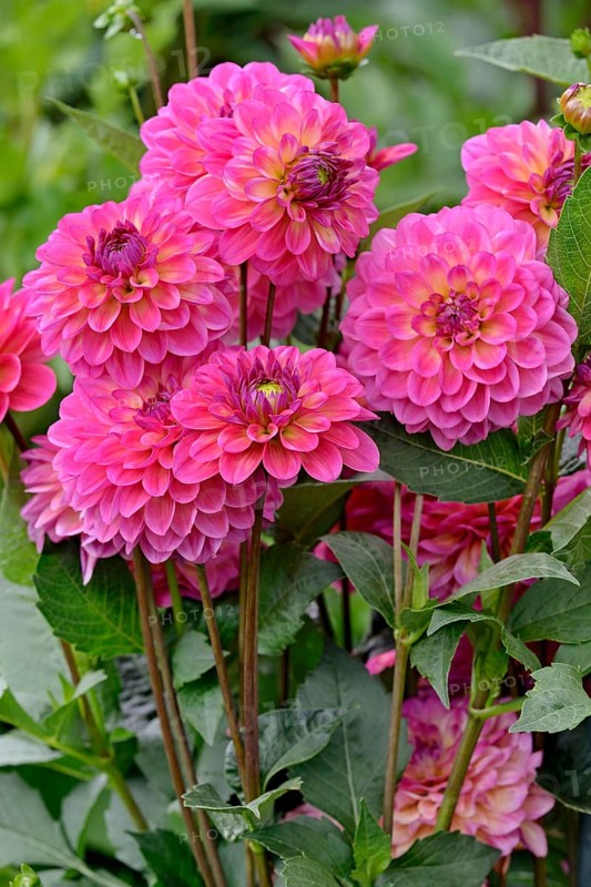 Decorative Dahlia (Dahlia)