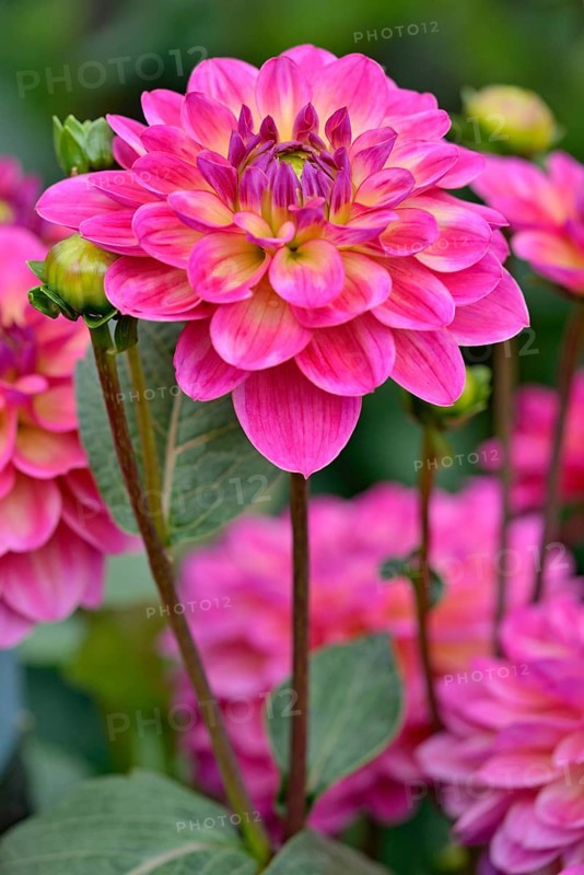 Decorative Dahlia (Dahlia)