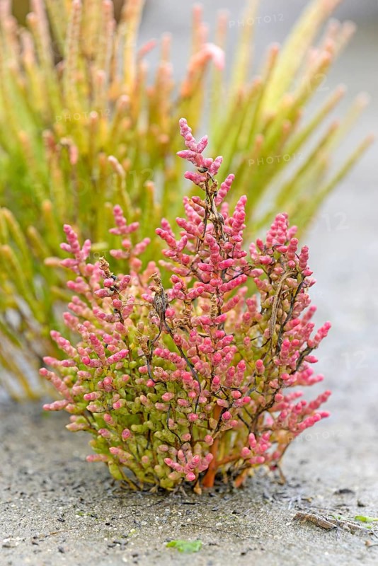 Glasswort (Salicornia europaea agg.) with reddish autumn colours