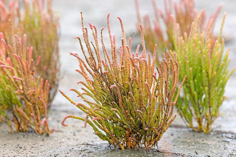 Glasswort (Salicornia europaea agg.) with reddish autumn colours