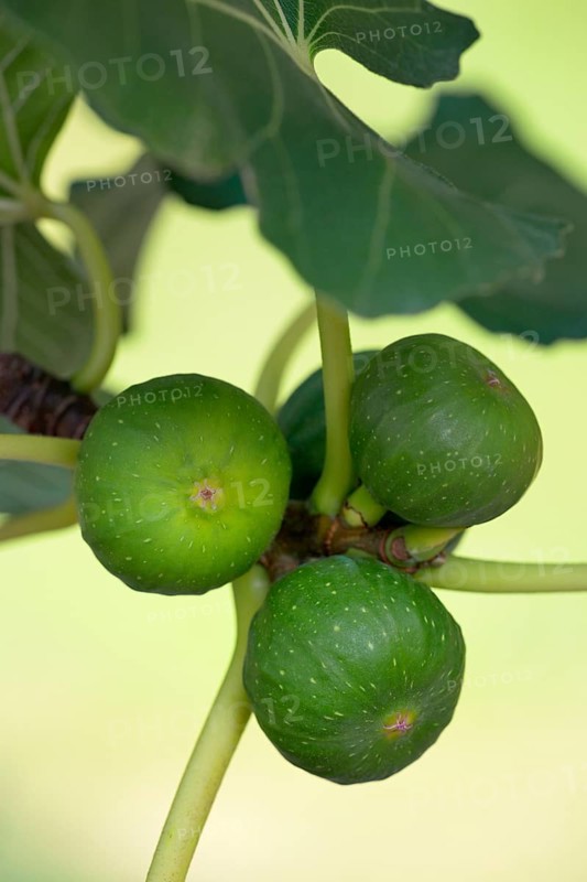 Ficus tree (Ficus)