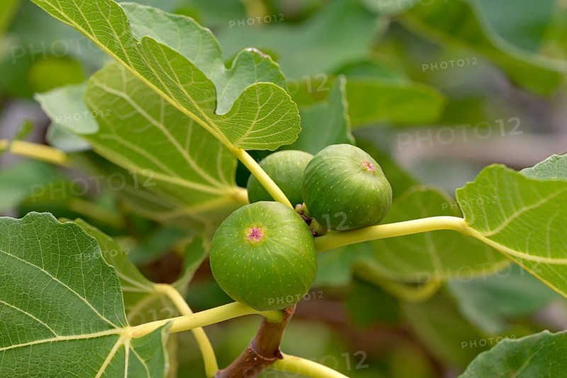 Ficus tree (Ficus)