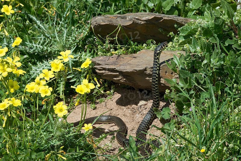 Yellow-green whip snake (Hierophis viridiflavus)