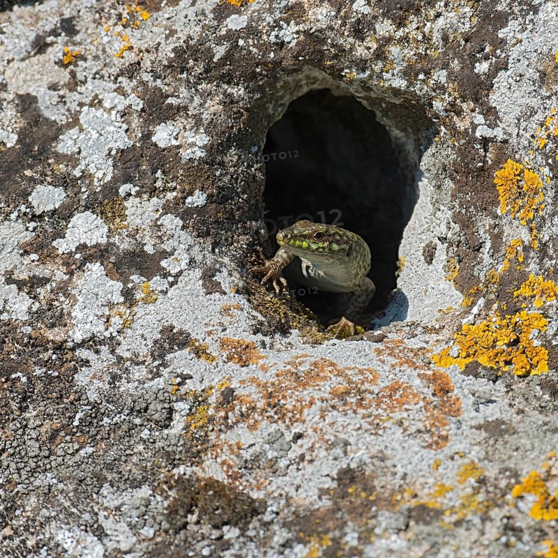 Wall lizard (Podarcis sicula cettii)