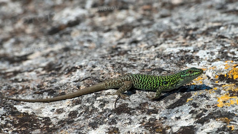 Wall lizard (Podarcis sicula cettii)