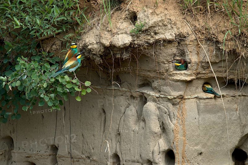 European bee-eaters (Merops piaster)