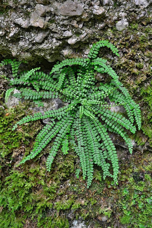 green fern