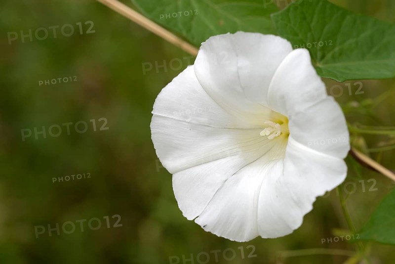 Hedge bindweed (Calystegia sepium)