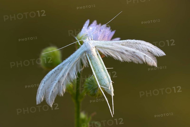 White plume moth (Pterophorus pentadactyla)