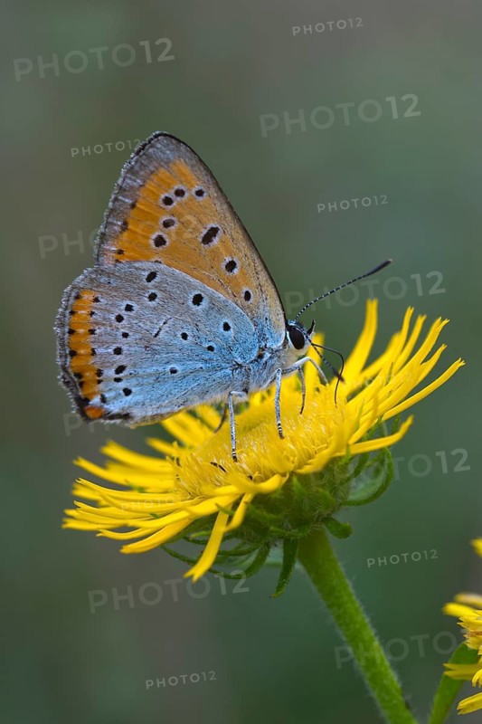 Large Copper (Lycaena dispar) on yellow flower