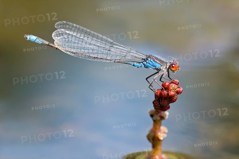 Small Red-eyed Damselfly (Erythromma viridulum)